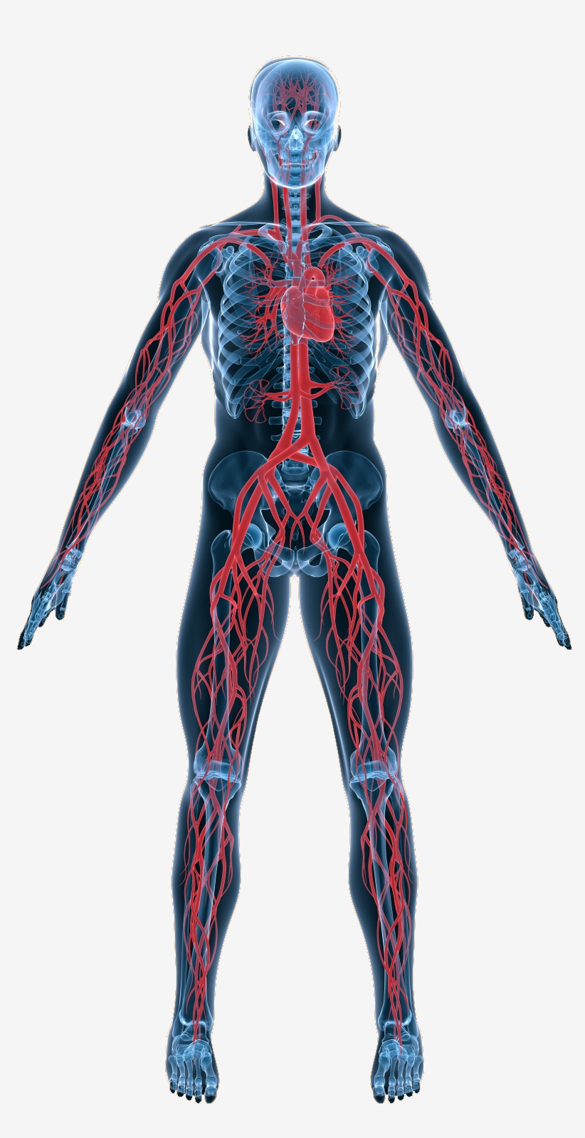Circulatory System